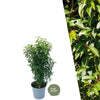 25 grote Portugese Laurierkers planten voor 10 strekkende meter haag | ↨ 80-100 cm in 12 liter pot