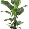 Strelitzia Nicolai - Ø21cm - ↕120cm + Pot Basic D22x19cm - Rood