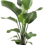 Strelitzia Nicolai - Ø21cm - ↕120cm + Pot Basic D22x19cm - Rood