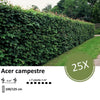 Acer campestre  - Blote wortel - 100/125 - 25x