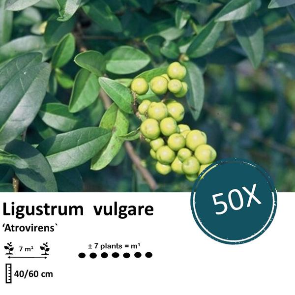 Ligustrum vulgare 'Atrovirens` - blote wortel - 40/60 - 50x