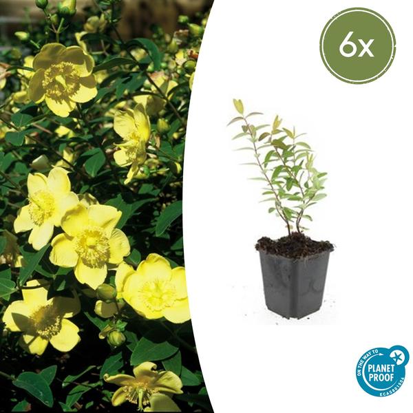 Hypericum 'Hidcote' - ↕10-25cm - Ø9cm - 6x