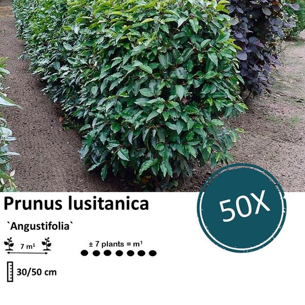 Prunus lusitanica `Angustifolia`- ↕30-50cm - blote wortel - 50x