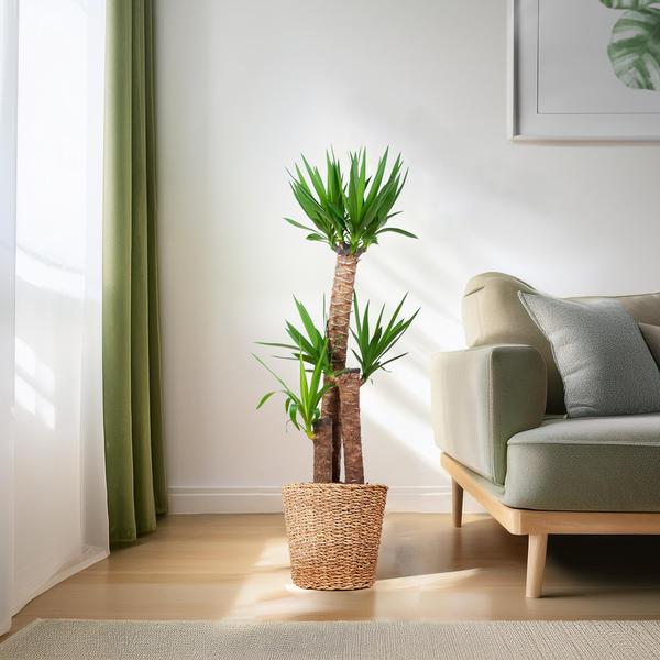 Yucca XL met Torun mand - 125cm - Ø24