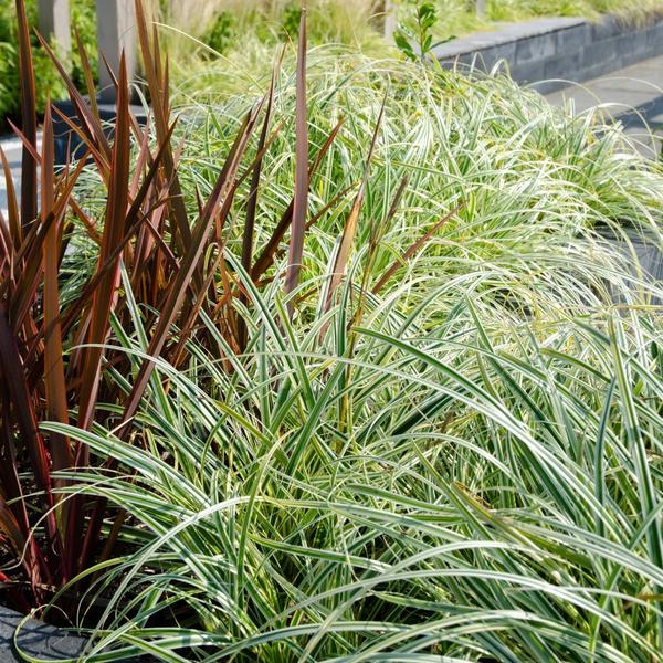 6 x Carex hachijoensis 'Evergold' - Ø 14 cm - ↨ 25 cm