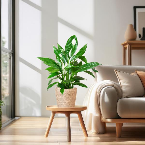 Spathiphyllum met Mand Sofia naturel - 80cm - Ø21