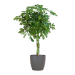 Schefflera Arab Nora met Viber grijs - 70cm - Ø21