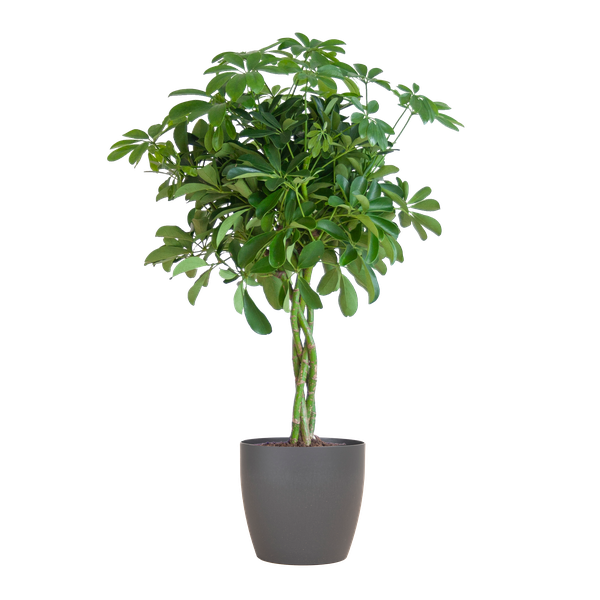 Schefflera Arab Nora met Viber grijs - 70cm - Ø21