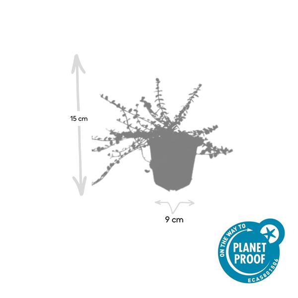 Euonymus fort. 'Minimus' - ↕10-25cm - Ø9cm - 40x