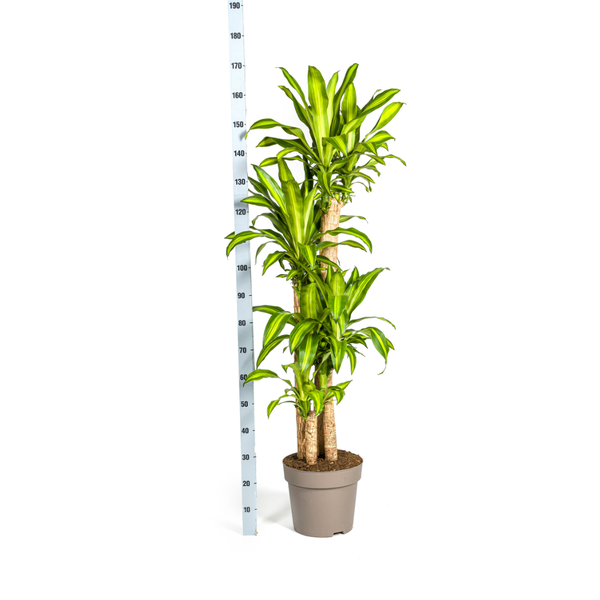 Dracaena Fragrans Massangeana Ø30cm - ↕180cm