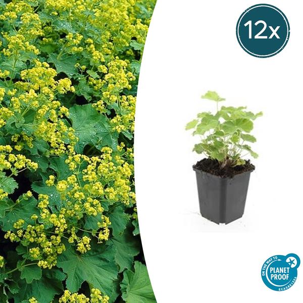 Alchemilla mollis - ↕10-25cm - Ø9cm - 12x