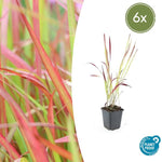 Imperata cylindrica 'Red Baron' - ↕10-25cm - Ø9cm - 6x