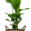 Strelitzia Nicolai - Ø27cm - ↕130cm + Pot+Handvat D30x23cm - Naturel