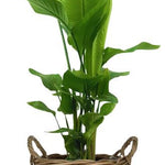 Strelitzia Nicolai - Ø27cm - ↕130cm + Pot+Handvat D30x23cm - Naturel