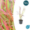 Imperata cylindrica 'Red Baron' - ↕10-25cm - Ø9cm - 12x