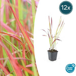 Imperata cylindrica 'Red Baron' - ↕10-25cm - Ø9cm - 12x