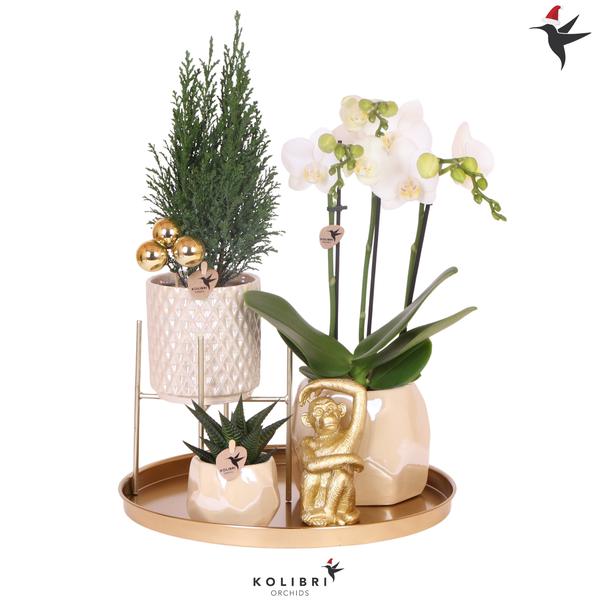 Kolibri Company | Plantenset Kerst | Witte Phalaenopsis Orchidee Amabilis + Mini Kerstboom en Succulent incl. keramieken sierpotten