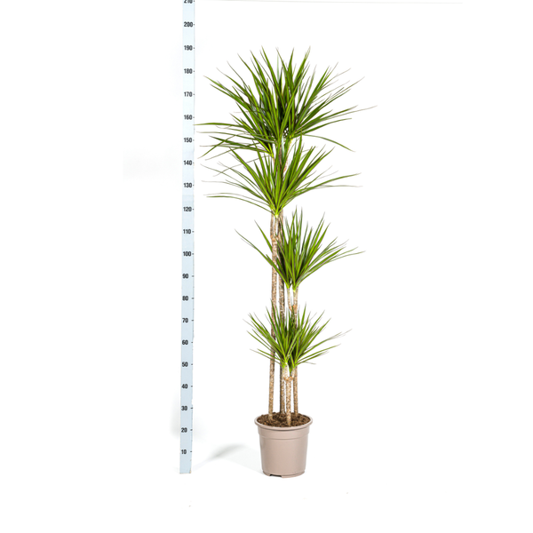 Dracaena Marginata Green Ø27cm - ↕180cm