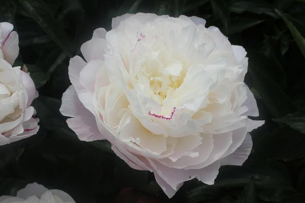 Paeonia 'Shirley Temple' - 10x