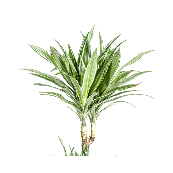 Dracaena Deremensis White Stripe Ø27cm - ↕180cm