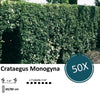 Crataegus Monogyna - Blote wortel - 60/80 - 50x