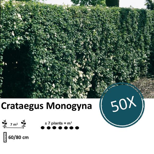 Crataegus Monogyna - Blote wortel - 60/80 - 50x