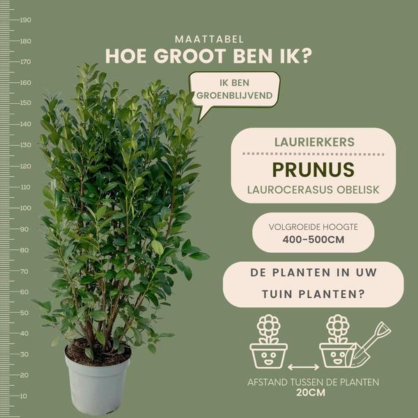 Grote Laurierplanten Obelisk voor 10 strekkende meter haag | - 15L - 20x | ↨ 125-150 cm