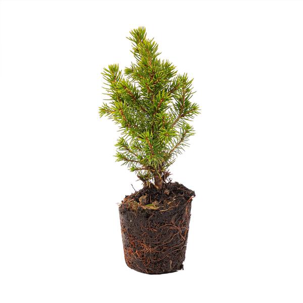 Mini-kerstboom set 6 - Inclusief pot set Madrid - Draadverlichting met 20 led-lampjes