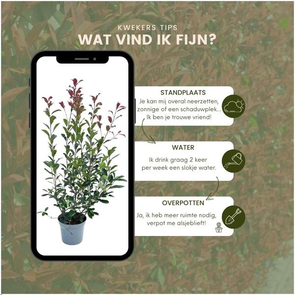 Grote Glansmispel planten voor 10 strekkende meter haag | - 12L - 25 x | ↨ 100-125 cm - Carré Rouge