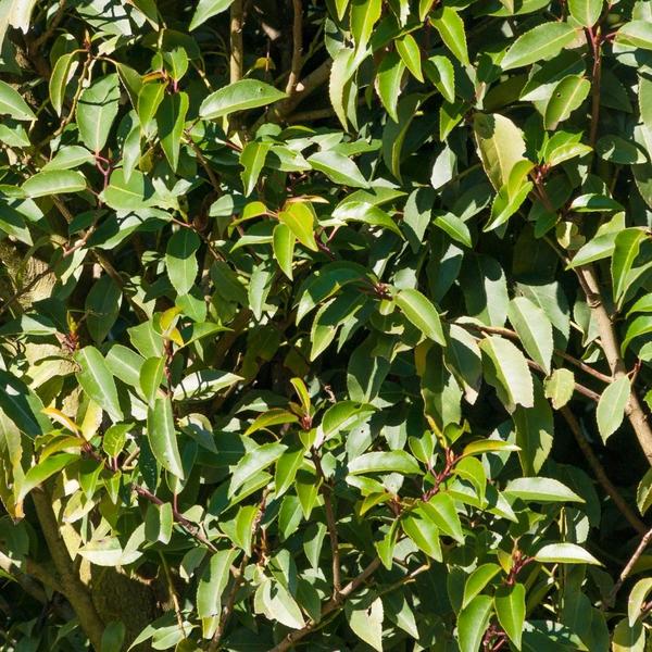 25 grote Portugese Laurierkers planten voor 10 strekkende meter haag | ↨ 80-100 cm in 12 liter pot
