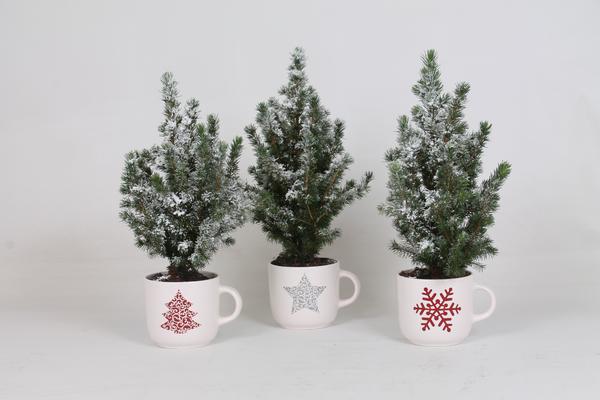 Picea Conica + Sneeuw + Kerstmok - Kerstboom - 3 stuks - Ø12cm - ↕35cm