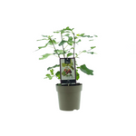 Ficus Precose De Dalmatie (15020) - Ø15cm - ↕40cm