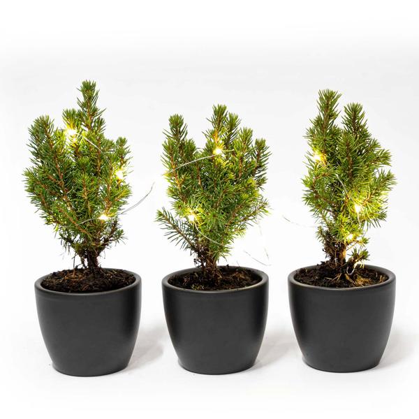 Mini-kerstboom set 3 - inclusief Boule Antraciet pot + 20 led lights