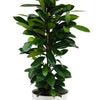 Ficus Cyathistipula - Ø21cm - ↕105cm + Pot D22,5x21cm - Zink