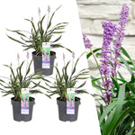 3 x Liriope muscari 'Ingwersen' - Ø 14 cm - ↨ 25 cm