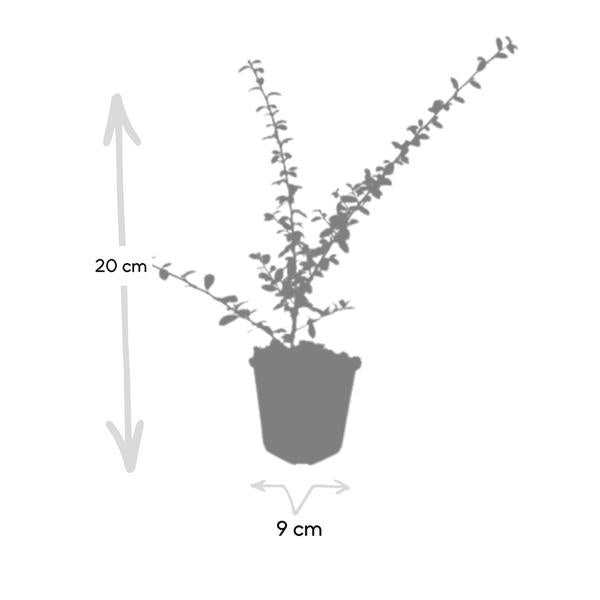 Cotoneaster suec. 'Coral Beauty' - ↕10-25cm - Ø9cm - 6x