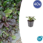 Ajuga reptans 'Catlin's Giant' - ↕10-25cm - Ø9cm - 40x