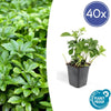 Pachysandra term. 'Green Carpet' - ↕10-25cm - Ø9cm - 40x,