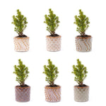 Mini-kerstboom set 6 - Inclusief pot set Madrid - Draadverlichting met 20 led-lampjes