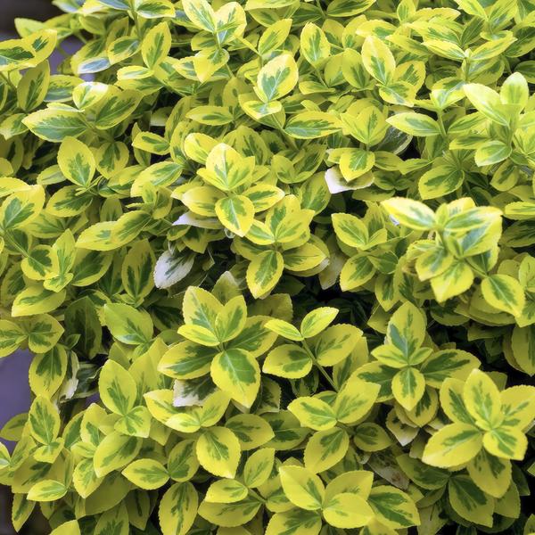 Euonymus fort. 'Emerald 'n Gold’ - ↕10-25cm - Ø9cm - 12x