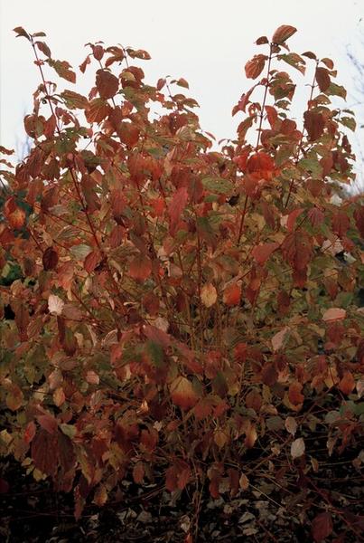 Cornus sang. 'Midwinter Fire' - ↕10-25cm - Ø9cm - 40x