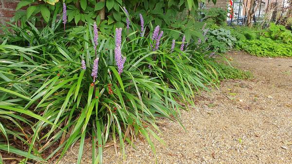 Liriope muscari 'Ingwersen' - ↕10-25cm - Ø9cm - 6x