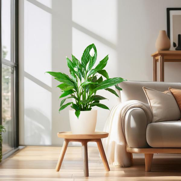 Spathiphyllum met Viber wit - 80cm - Ø21