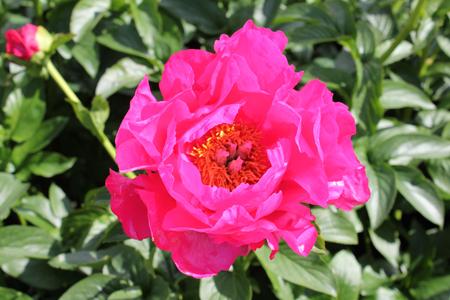 Paeonia 'Pantatay' - 4x