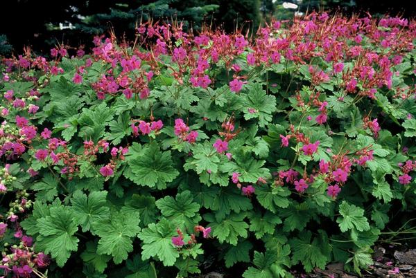 Geranium macr. 'Czakor' - ↕10-25cm - Ø9cm - 12x