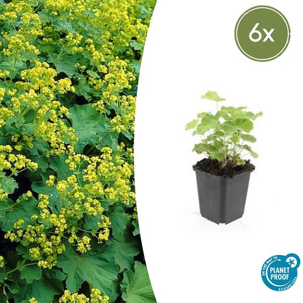 Alchemilla mollis - ↕10-25cm - Ø9cm - 6x