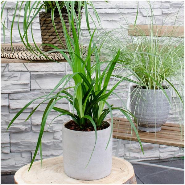 3 x Carex morrowi 'Irish Green' - Ø 14 cm - ↨ 25 cm