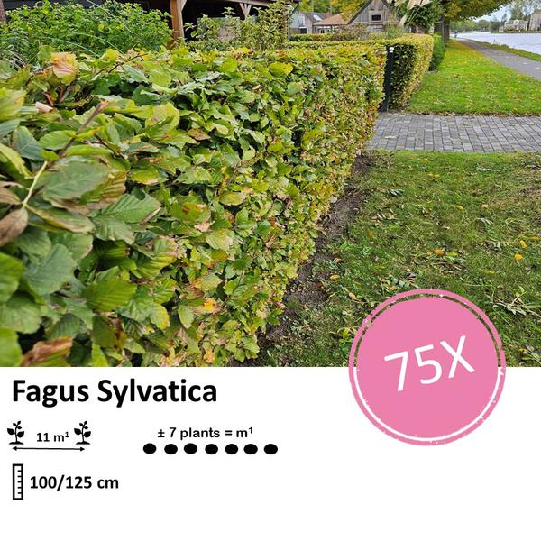 Fagus sylvatica  - Blote wortel - 100/125 - 75x