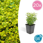 Euonymus fort. 'Emerald 'n Gold’ - ↕10-25cm - Ø9cm - 20x