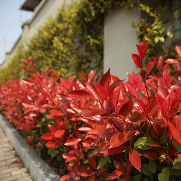 Grote Glansmispel planten voor 10 strekkende meter haag | - 12L - 20x | ↨ 125-150 cm - Carré Rouge